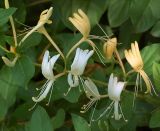 Lonicera japonica. Соцветия. Украина, Закарпатская обл., Свалявский р-н, на изгородях в с. Солочин. 24 июля 2012 г.