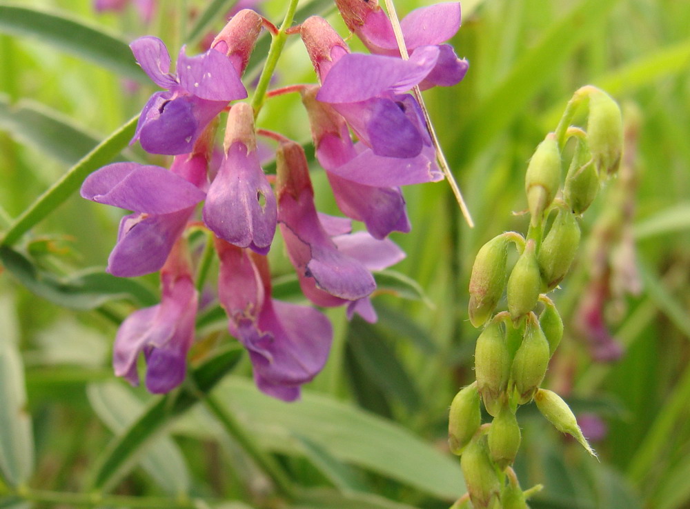 Изображение особи Vicia amoena.