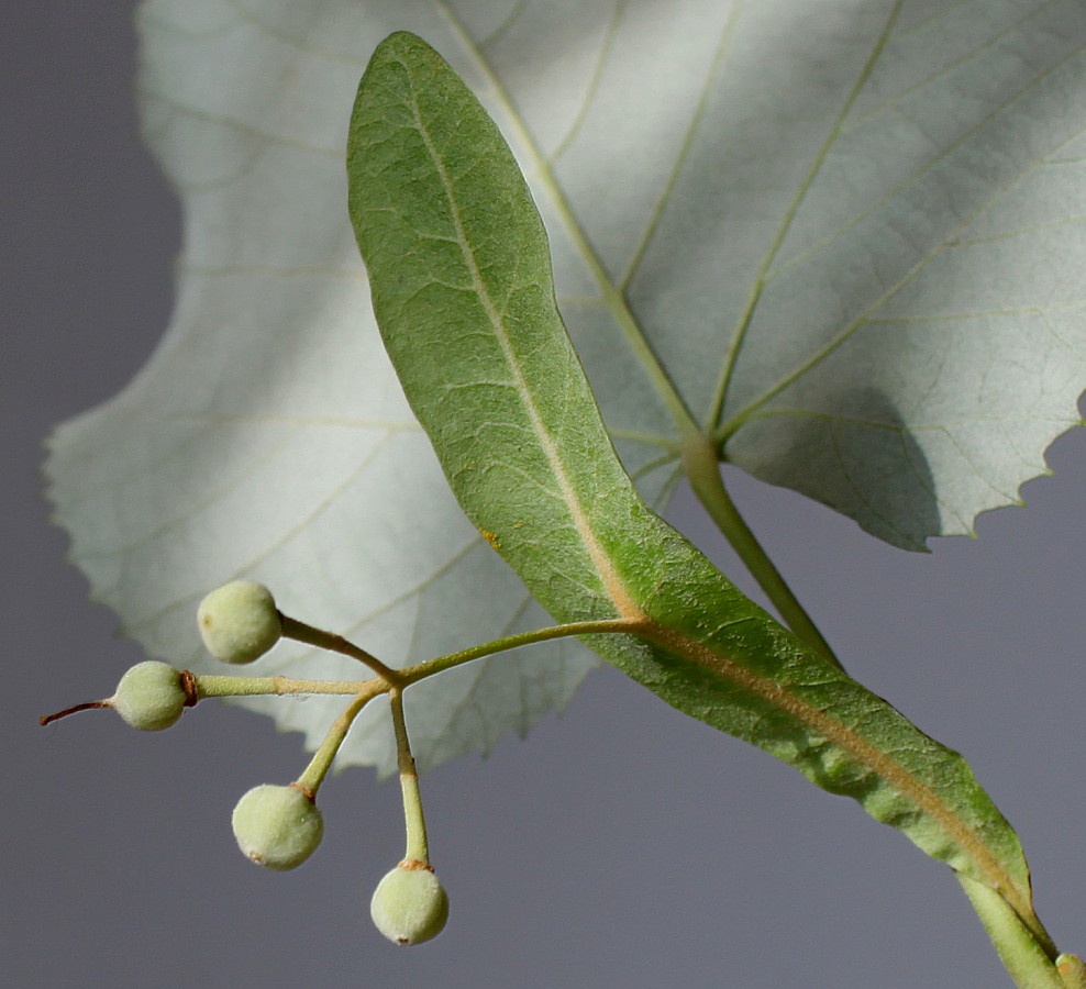 Image of Tilia tomentosa specimen.