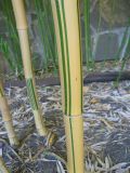 Phyllostachys aureosulcata. Часть побега. Южный берег Крыма, пгт Партенит, ЛОК \"Айвазовское\". 26 августа 2012 г.