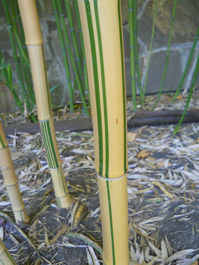 Изображение особи Phyllostachys aureosulcata.