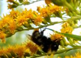 Solidago gigantea