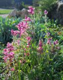 Salvia viridis