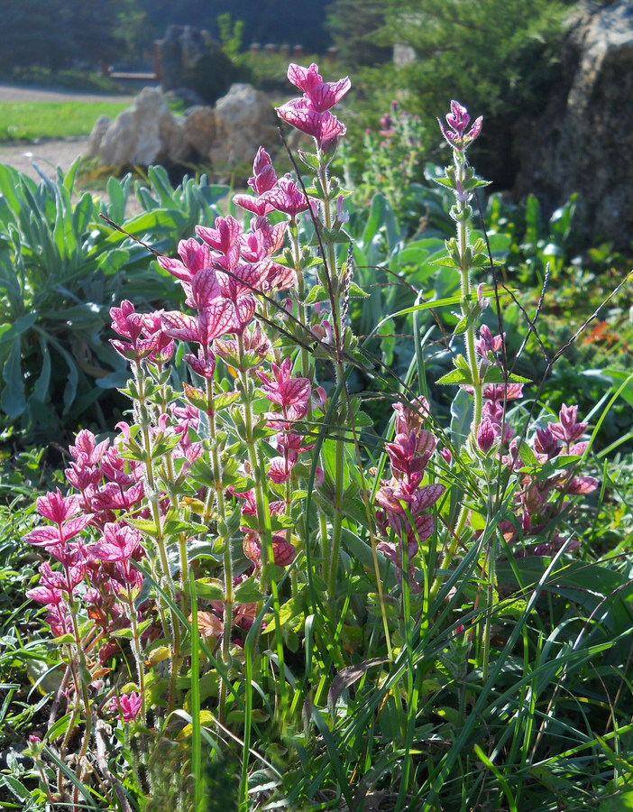 Изображение особи Salvia viridis.