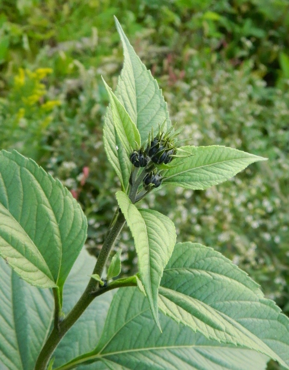 Image of Helianthus tuberosus specimen.