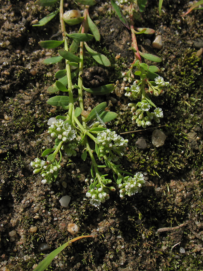 Image of Corrigiola litoralis specimen.