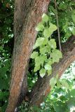 Crataegus canbyi