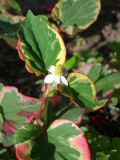Houttuynia cordata