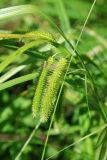 Carex pseudocyperus