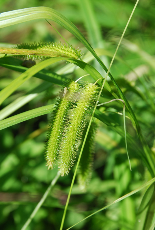 Image of Carex pseudocyperus specimen.