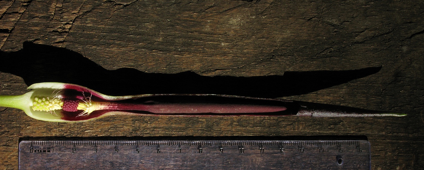 Image of Arum elongatum specimen.