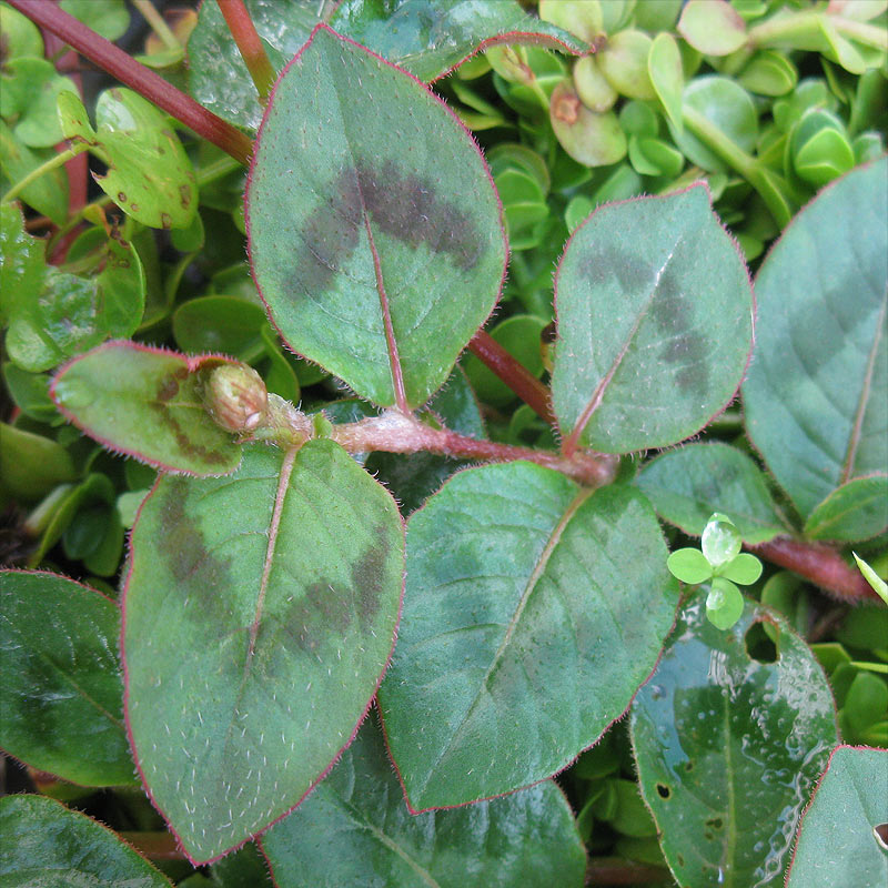 Image of Persicaria capitata specimen.