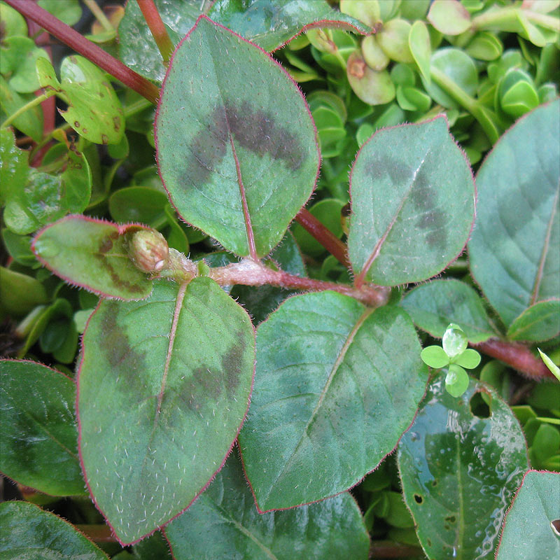 Изображение особи Persicaria capitata.