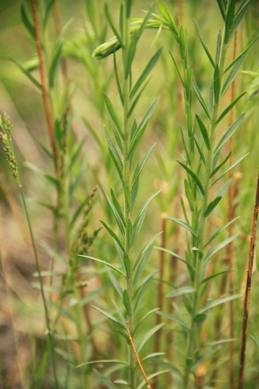 Изображение особи Linum baicalense.