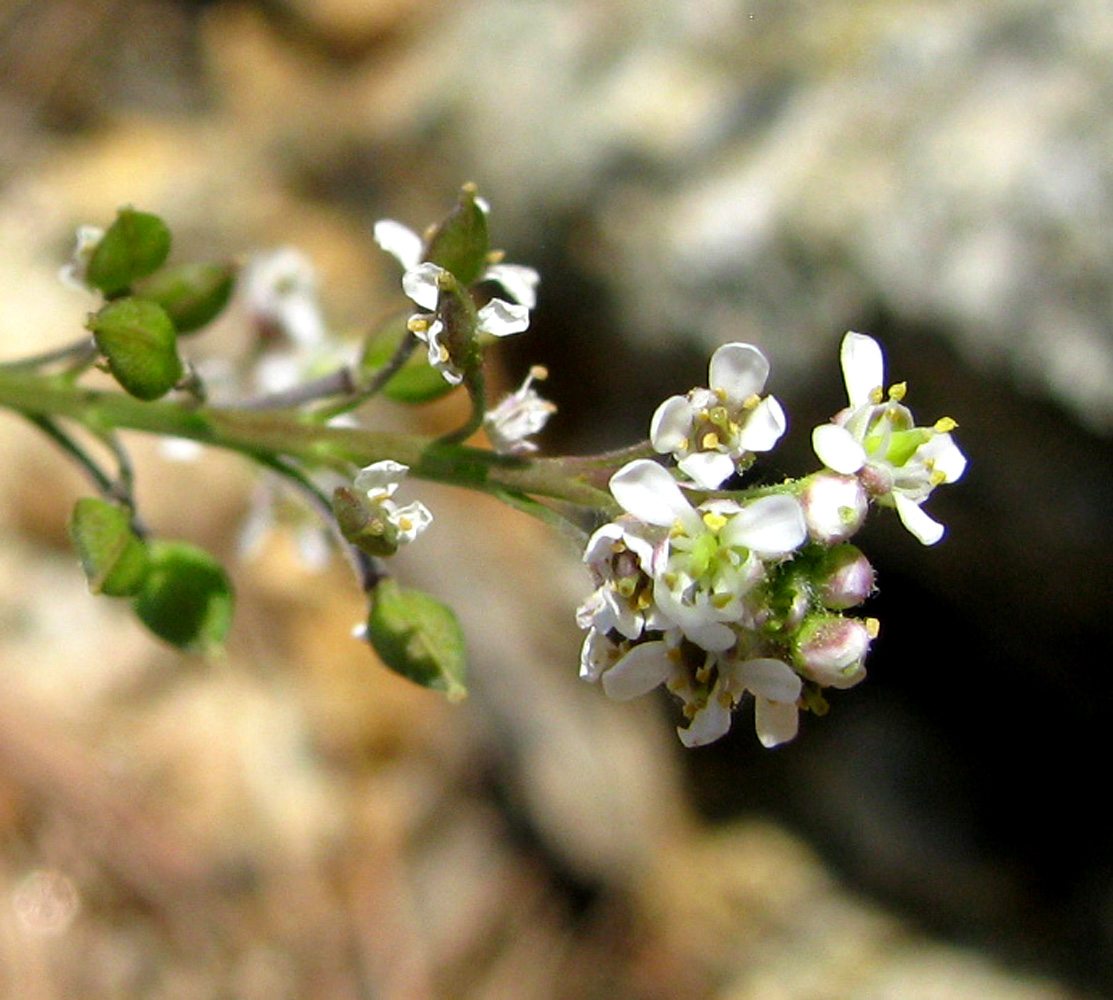 Image of Lepidium graminifolium specimen.