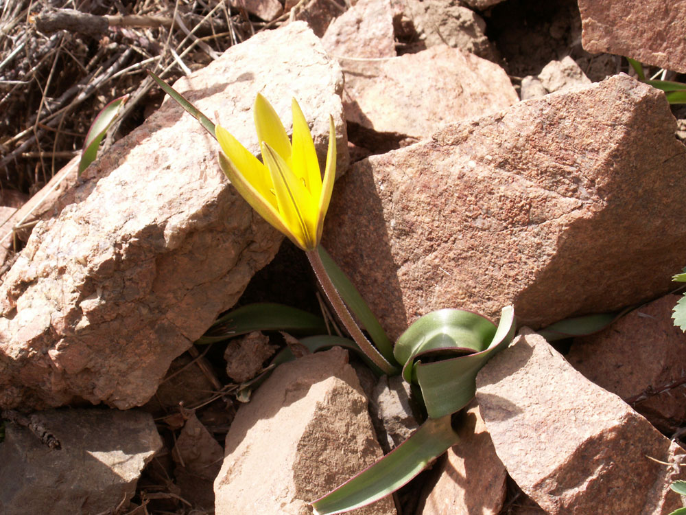 Изображение особи Tulipa tarda.