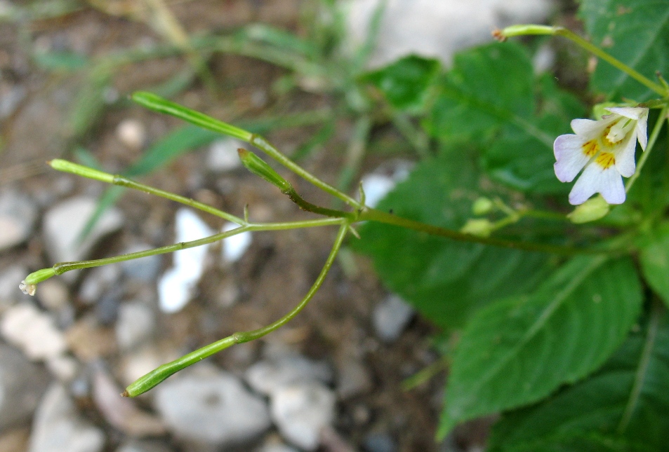 Image of Impatiens parviflora specimen.