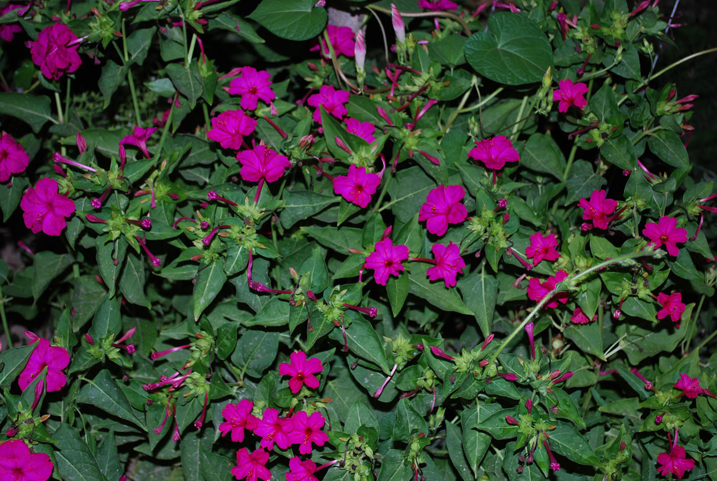 Image of Mirabilis jalapa specimen.