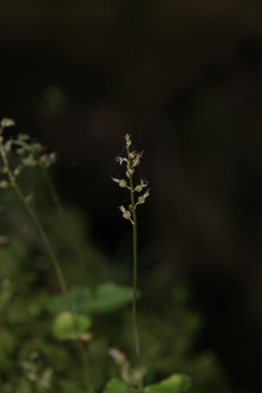 Изображение особи Listera cordata.