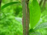 Euonymus europaeus