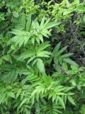 Sambucus ebulus. Растения, выбрасывающие соцветия. Украина, Тернопольская обл., Кременецкий р-н, окр. г. Почаева, у основания Божьей Горы. 04.06.2012.