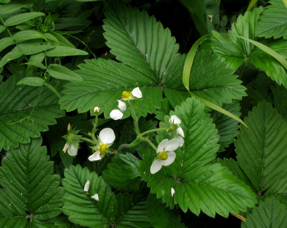 Изображение особи Fragaria moschata ssp. jenisseensis.