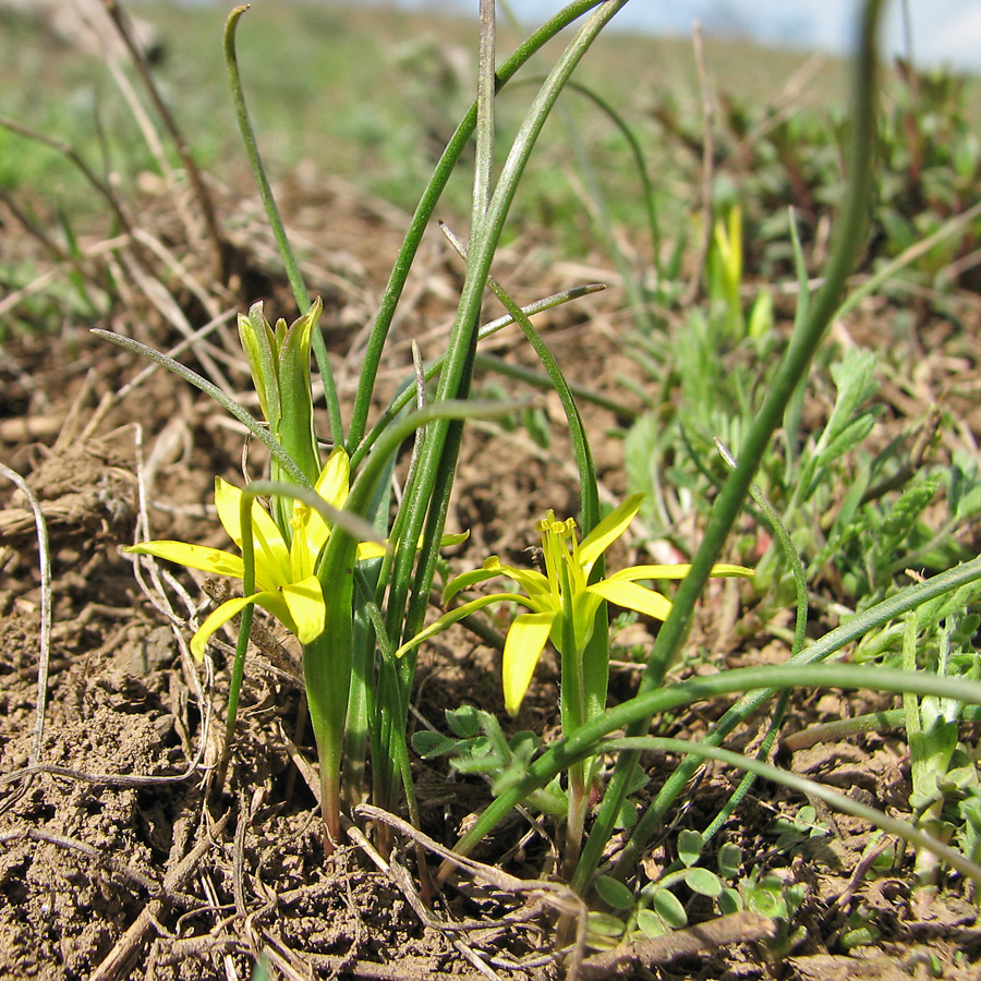 Image of Gagea artemczukii specimen.