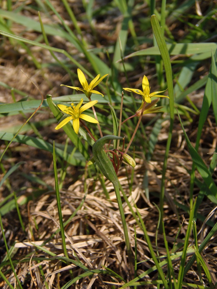 Image of Gagea erubescens specimen.
