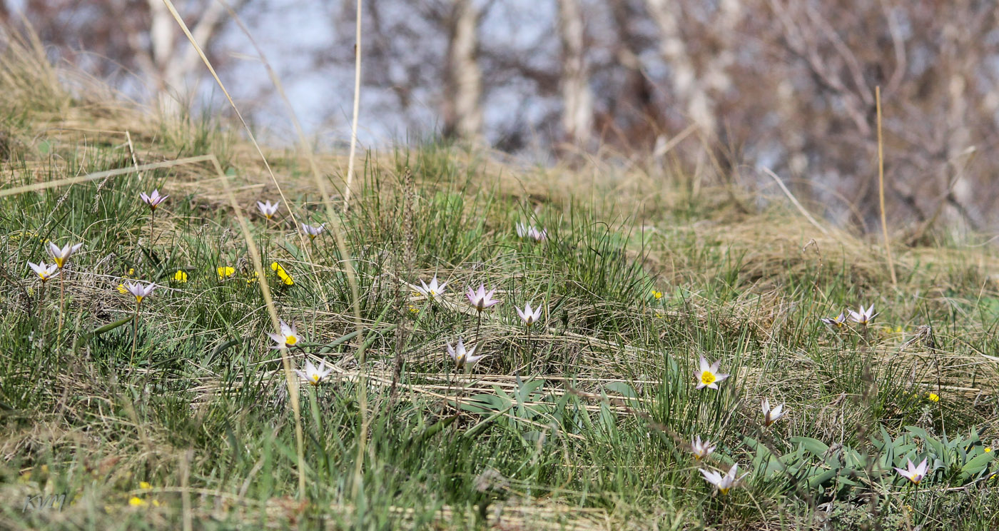 Изображение особи Tulipa patens.