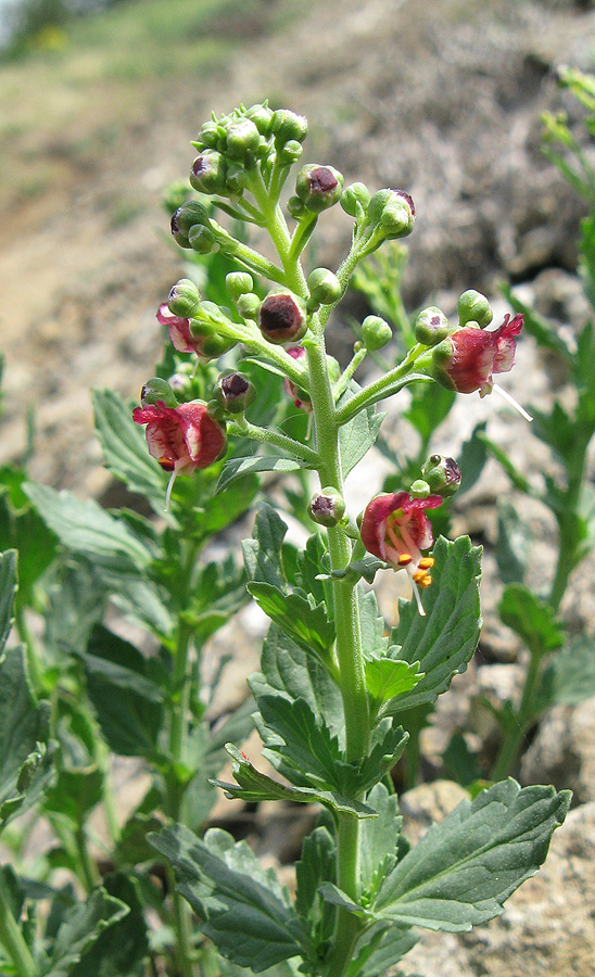 Изображение особи Scrophularia rupestris.