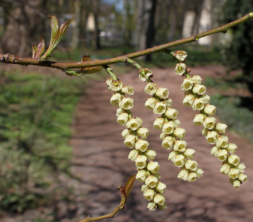 Image of Stachyurus praecox specimen.