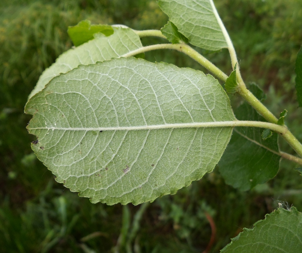 Image of Salix &times; tetrapla specimen.