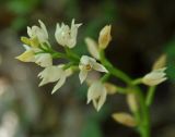 Cephalanthera longifolia