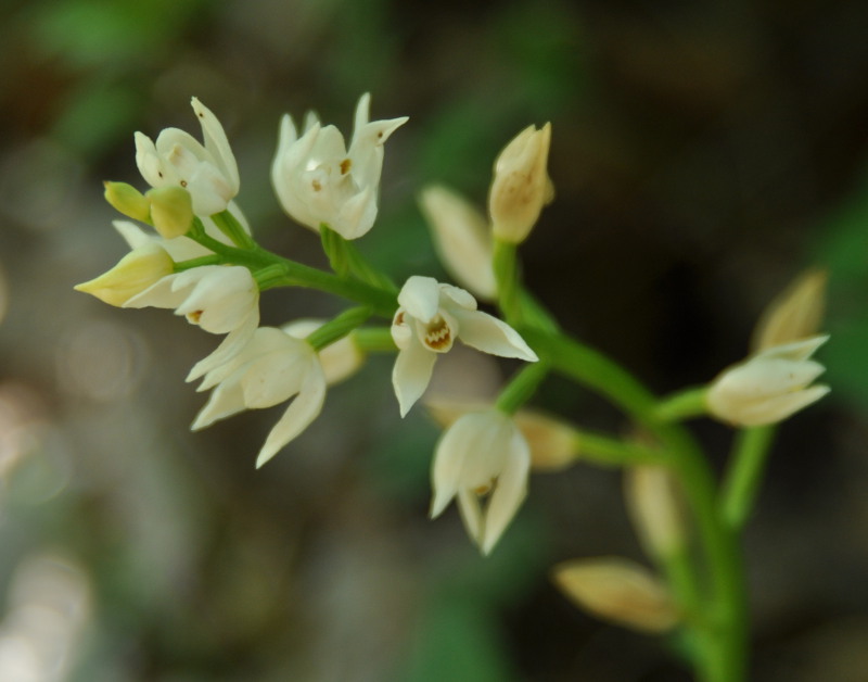 Изображение особи Cephalanthera longifolia.