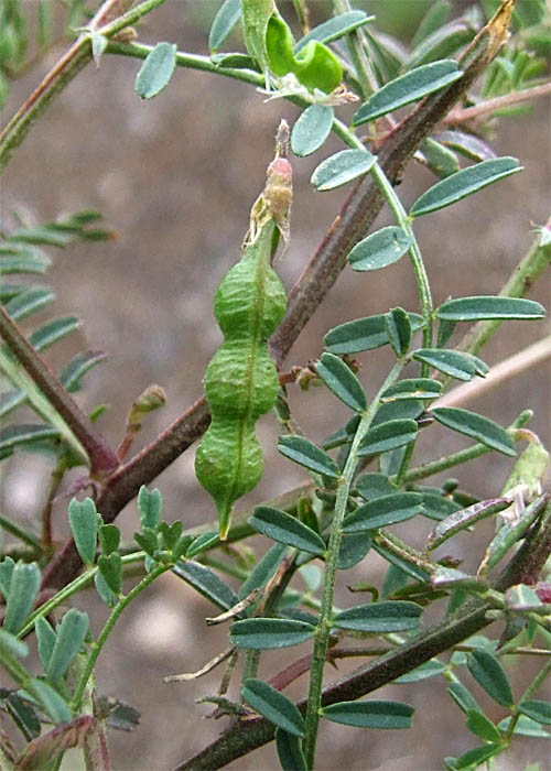 Image of Vicia ervilia specimen.