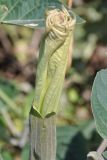 Datura wrightii