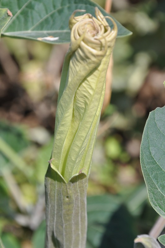 Image of Datura wrightii specimen.