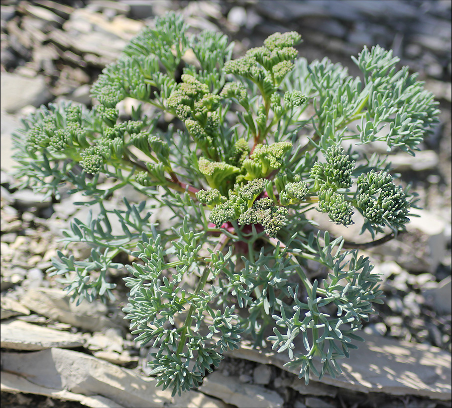 Image of Seseli ponticum specimen.