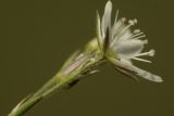Image of taxon representative. Author is Сергей Свирин