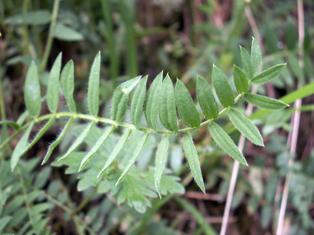 Image of Oxytropis ochroleuca specimen.