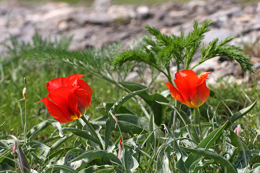 Image of Tulipa greigii specimen.