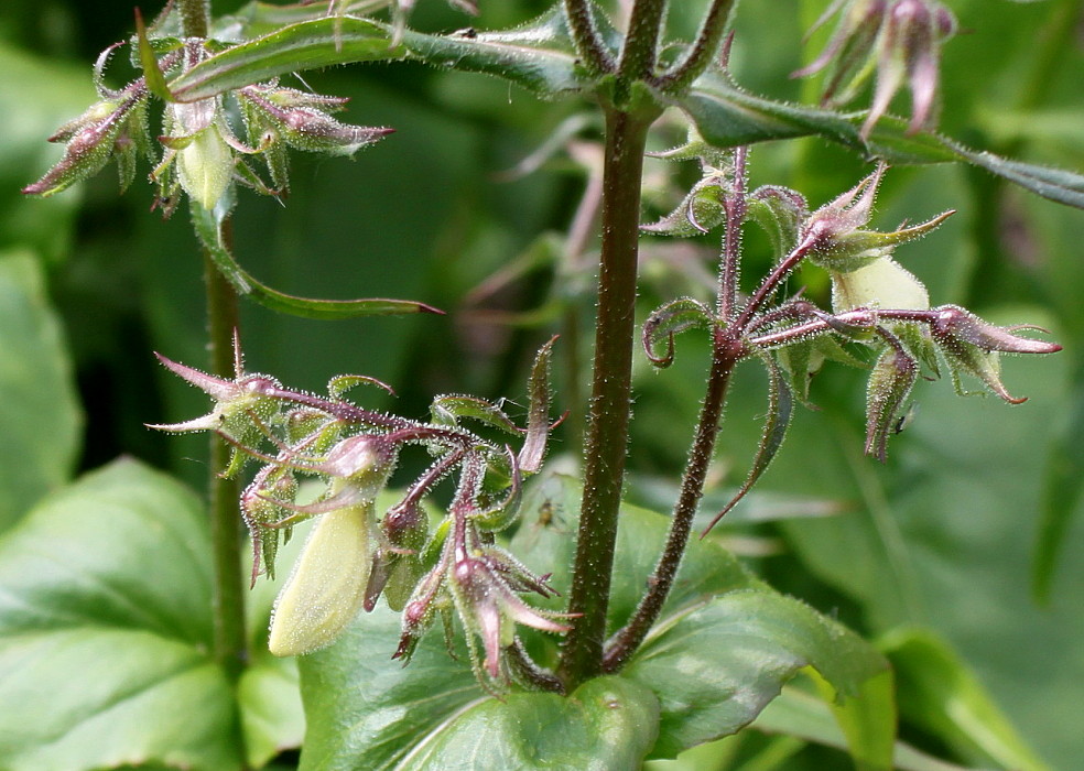 Изображение особи род Penstemon.