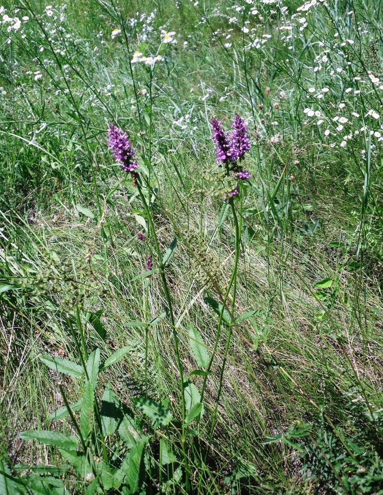 Изображение особи Betonica officinalis.