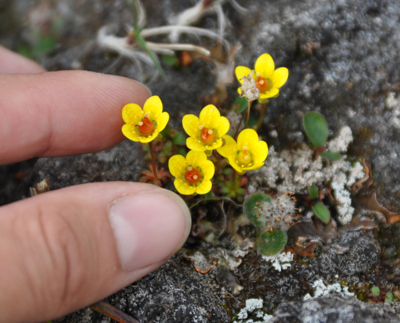 Image of Saxifraga serpyllifolia specimen.