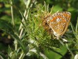 Carlina biebersteinii