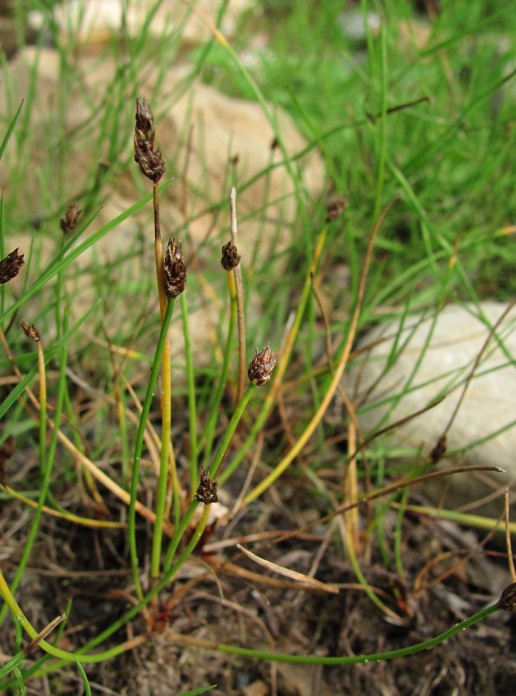 Изображение особи Eleocharis uniglumis.