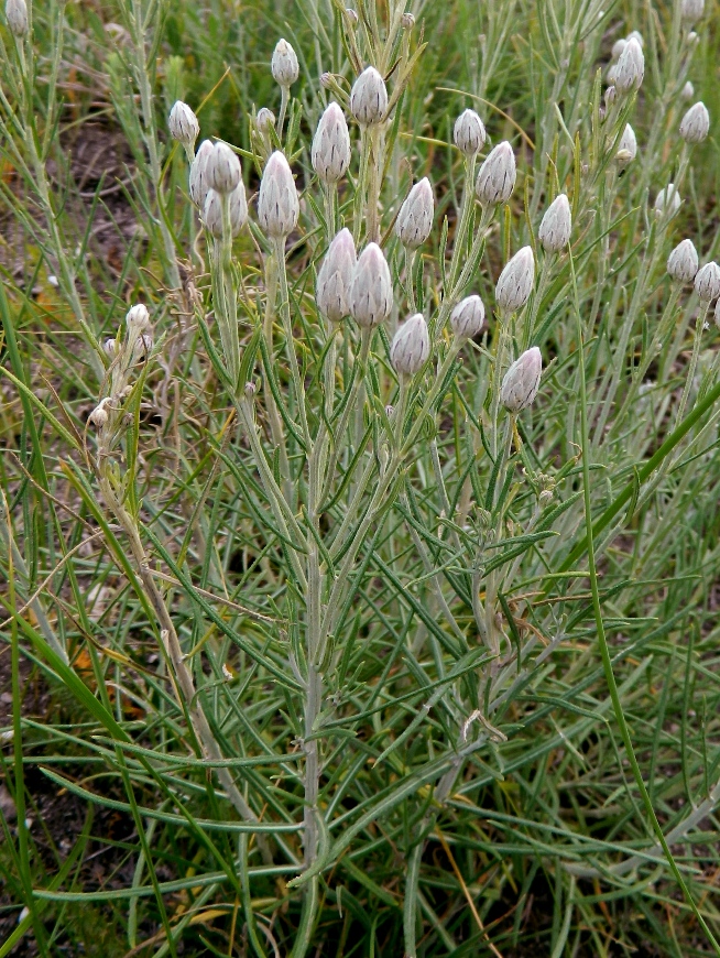 Image of Jurinea stoechadifolia specimen.