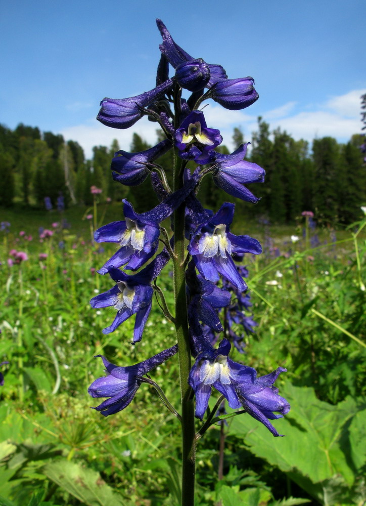 Изображение особи род Delphinium.