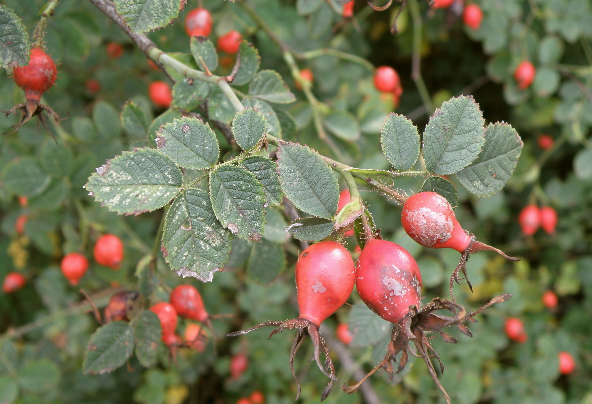 Image of Rosa rubiginosa specimen.