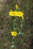 Blackstonia perfoliata